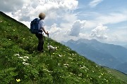 38 Anemone narcissino e Pulsatilla alpina per il Pizzo Camino